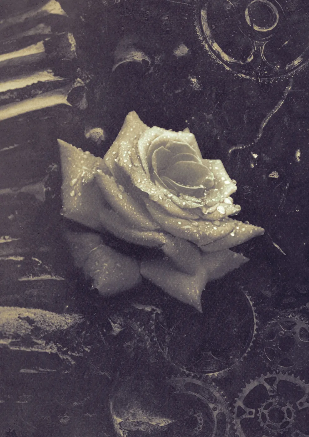 A pale rose layered over dark mechanical gears in muted violet and yellow.